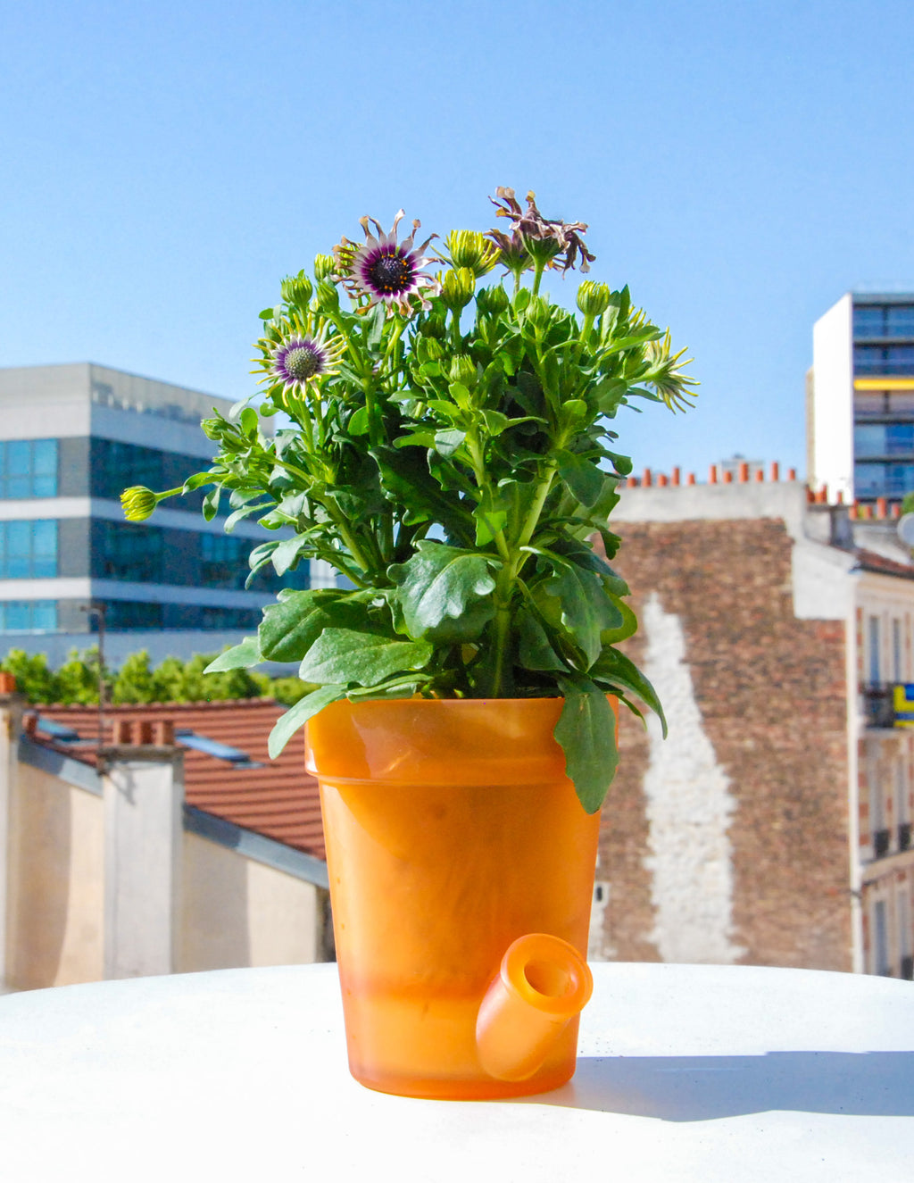 Grand Pot de Fleurs Orange